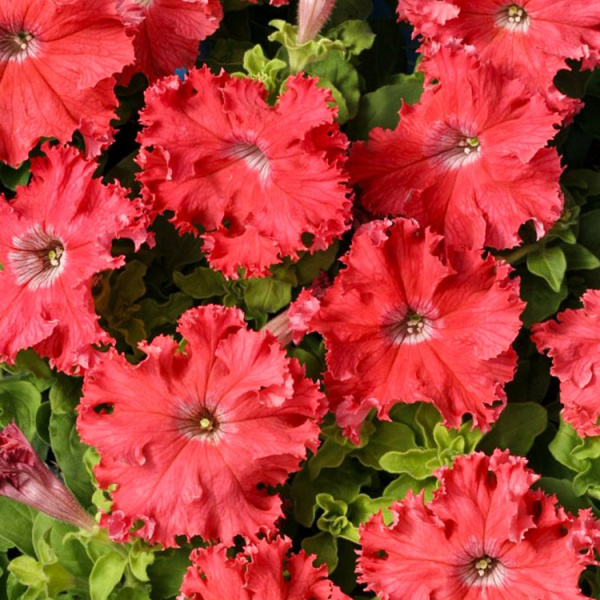 петуния Афродита Лососевая F1