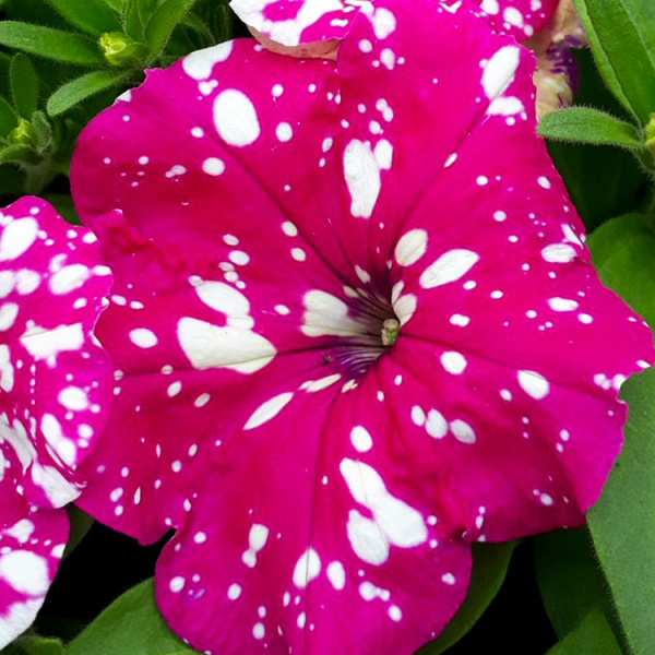 петуния Дот стар Дип Пинк F1