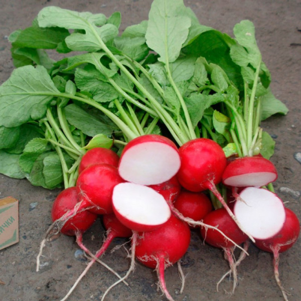 редис Глориетт F1