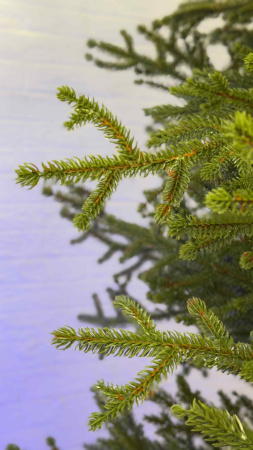 Елка "Вилтони" 100% РЕ