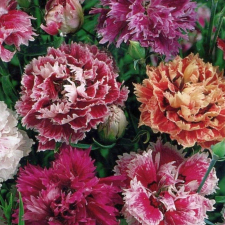 гвоздика китайская Мон Амур, смесь, 0.05гр