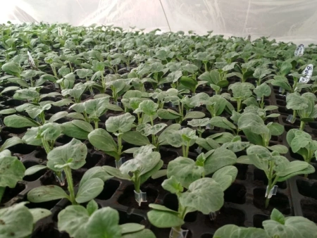 подвой Рутпауэр F1 