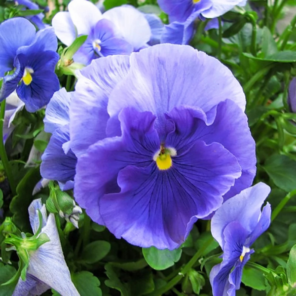 виола Швейцарские Великаны голубая, 0.1 гр