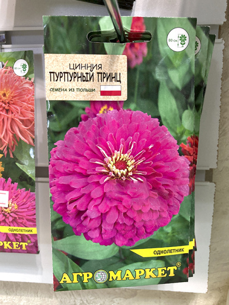 цинния Пурпурный принц