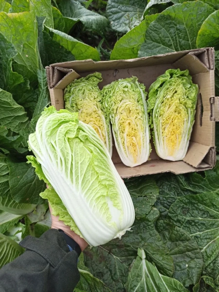 капуста пекинская Кисеки F1