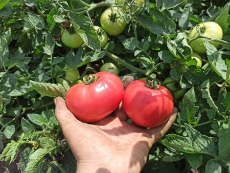 томат МПинк Буш F1