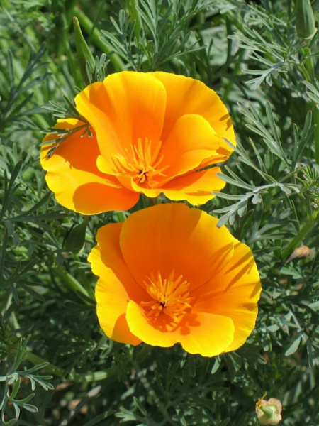 эшшольция калифорнийская Простая, 0.2 гр