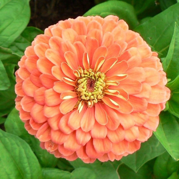 цинния Исполин лососевый, 0.3гр