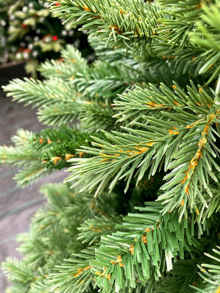 Елка "Монсанта"