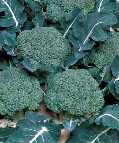 капуста брокколи Маратон F1 (уп. 15шт.) Sakatа