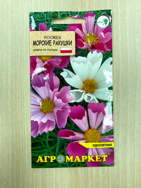 космея Морские ракушки