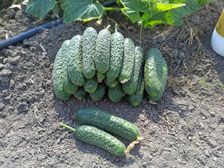 огурец партенокарпический Мария F1