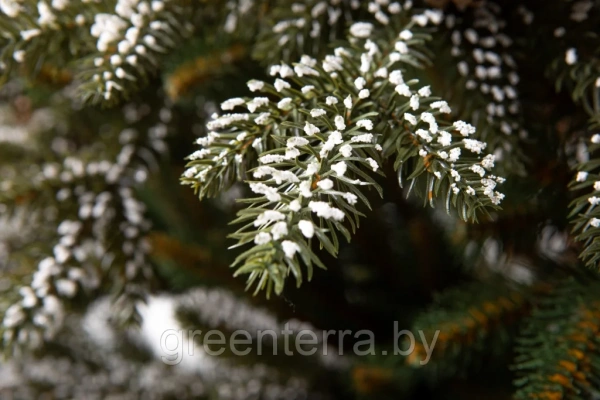 Елка "Квебек"