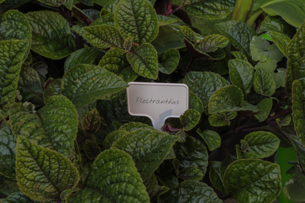 Садовая метка для маркировки 15х5.5х3.5см, уп. 20 шт.