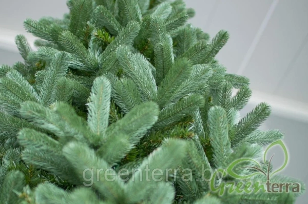 Ель интерьерная "Европейская"