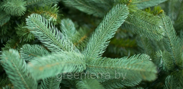 Ель интерьерная "Европейская"