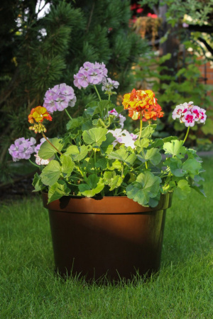 Горшок для цветов "Фикус 20" 20л, шоколад []