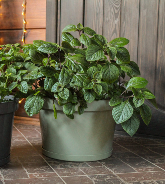 Горшок для цветов "Фикус 20" 20л, шалфей [00250]