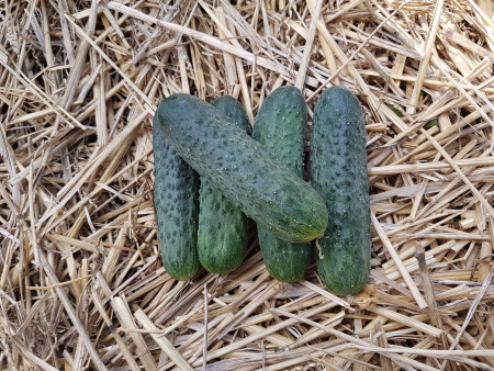 огурец партенокарпический Мария F1