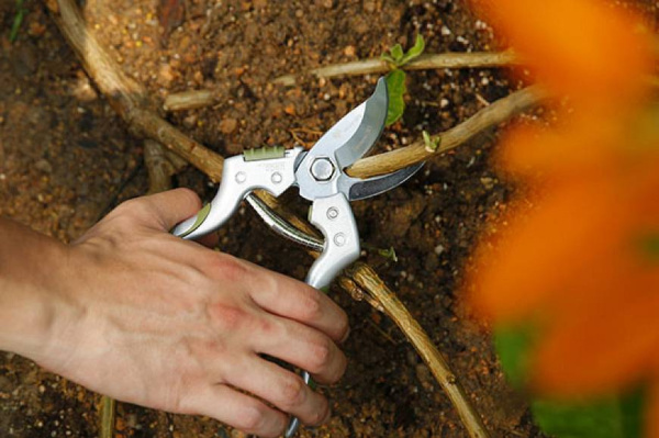 Секатор садовый WORTH [KTW1076]