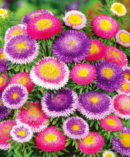 астра Лунное сияние смесь