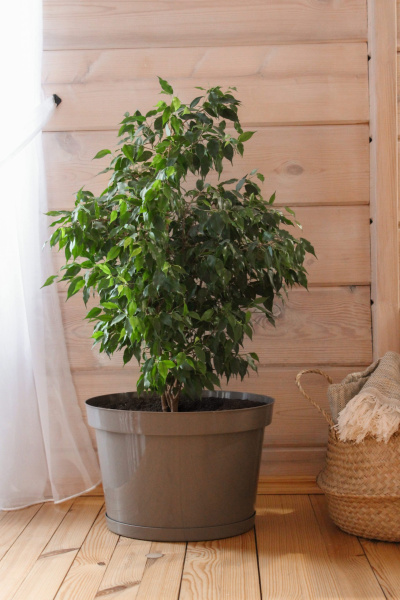 Горшок для цветов "Фикус 20" 20л, мокко [00251]