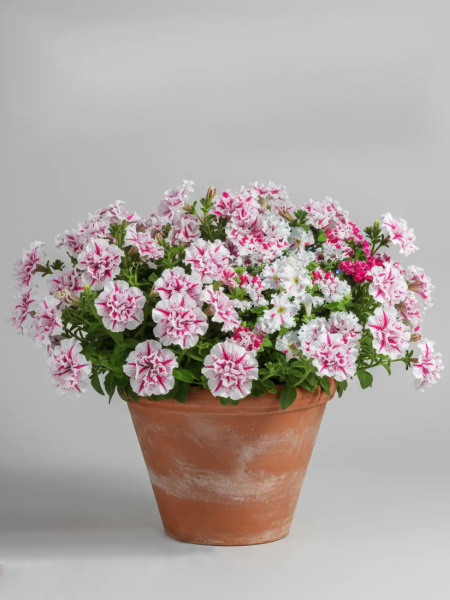 петуния Поздрав из Яромнерже, 7 шт