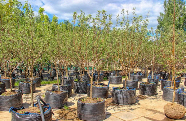 Мешки для саженцев Биг-бэги (Big bag)