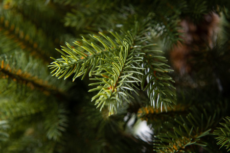 Елка "Аляска" Слим