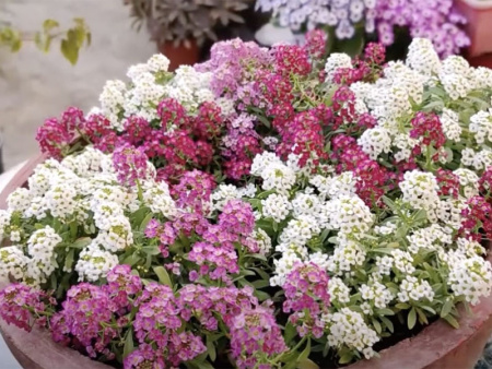 Лобулярия Ароматная (микс), 0.05гр