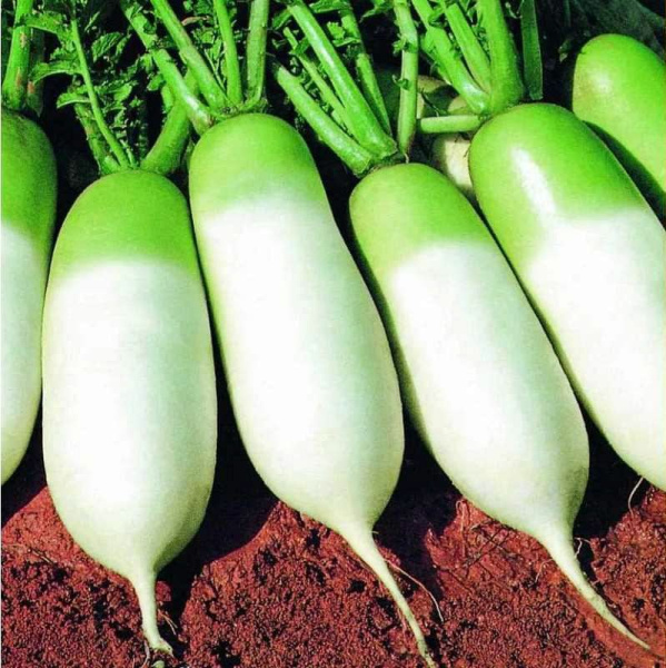 редька дайкон Мисато Грин 